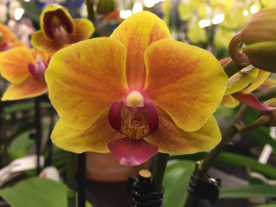 Phalaenopsis Gracia (2 Rispen)