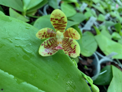 Phalaenopsis javanica x fuscata