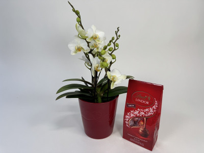 Phalaenopsis Lausanne Geschenkset (inkl. Übertopf & Lindor Mischung)
