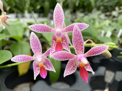 Phalaenopsis maculata x equestris