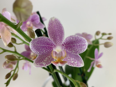 Phalaenopsis Mayang Angel (3 Rispen)