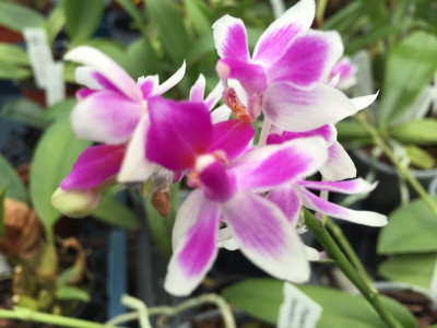 Phalaenopsis Newberry Petit