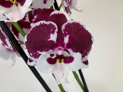 Phalaenopsis Pure 'Kizz' (2 Rispen)