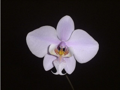 Phalaenopsis schilleriana (Jgpfl.)