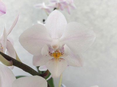 Phalaenopsis Snow Flake (2 Rispen)
