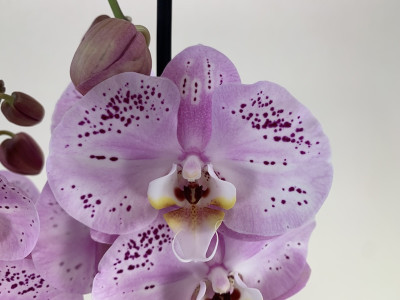 Phalaenopsis Spotted World (4 Rispen)