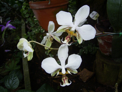 Phalaenopsis stuartiana 'puntatissima'