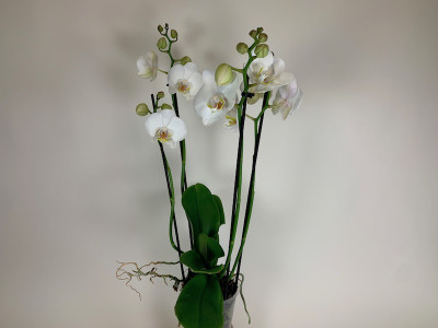 Phalaenopsis Tropic Snowball (4-5 Rispen)