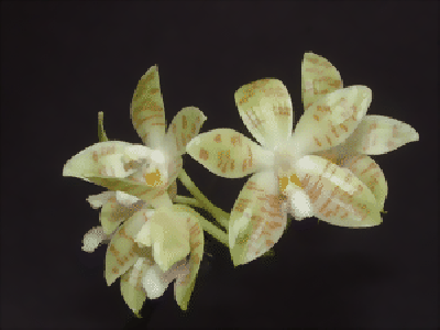 Phalaenopsis zebrina (Jgpfl.)