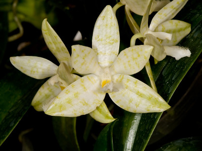Phalaenopsis hieroglyphica 'alba'
