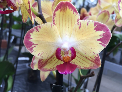 Phalaenopsis Papagayo (2 Rispen)