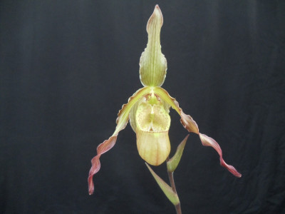 Phragmipedium Alice