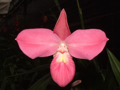 Phragmipedium Apollo