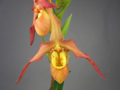 Phragmipedium Franz Glanz