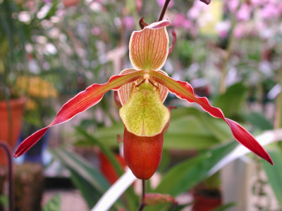 Phragmipedium Sorcerer's Apprentice