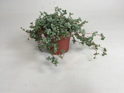 Pilea glauca