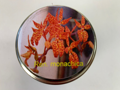 Renanthera monachica (im sterilen Glas)