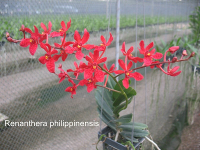 Renanthera philippinensis