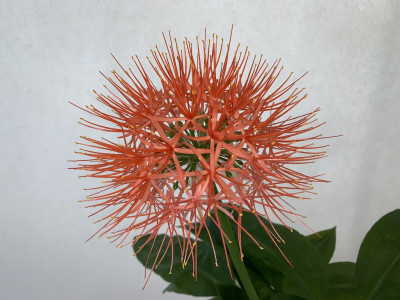 Scadoxus Haemanthus multiflorus