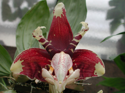 Stanhopea tigrina var. nigriviolacea (Jgpfl.)