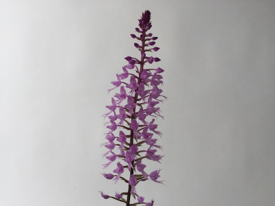 Stenoglottis longifolia (abgeblüht, Pfl. zieht sich zurück)