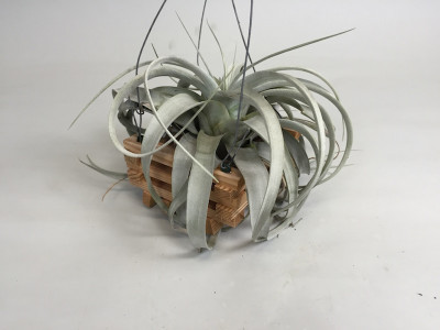 Tillandsia xerographica