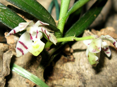 Trichoglottis pusilla