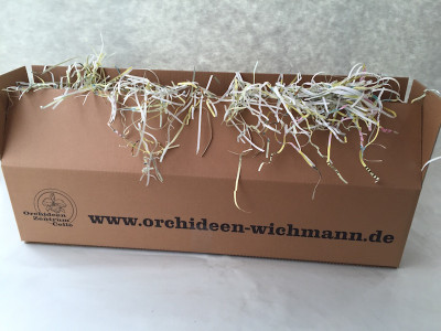 Überraschungsbox (5 verschiedene knospige / blühende Orchideen)