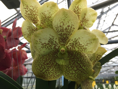 Vanda Citronella