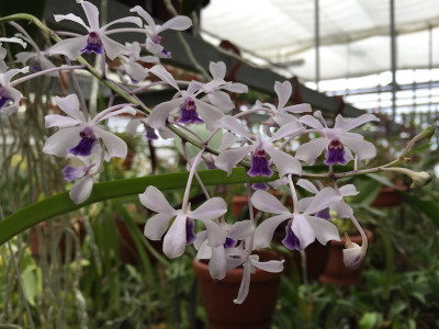 Vanda coerulescens