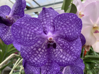 Vanda Dark Blue (in Blüte/Knospe)