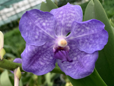 Vanda Dark Blue Spots (in Blüte/Knospe)