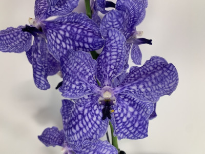 Vanda Delft Blue (in Blüte / Knospe)