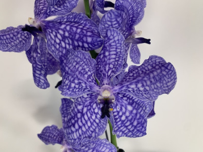 Vanda Delft Blue (in Blüte/Knospe)