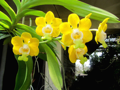 Vanda denisoniana (Jgpfl.)