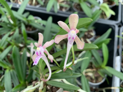 Vanda falcata x flabellata