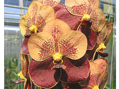 Vanda Jiraprapa Davarak X V. Butterfly