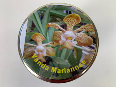 Vanda Mariannae (im sterilen Glas)
