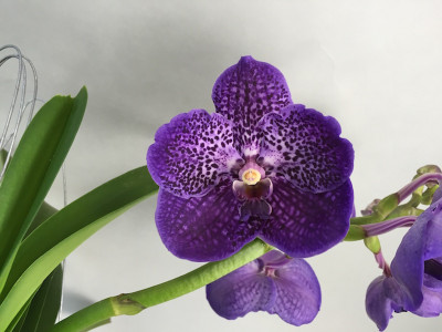 Vanda Midnight Blue