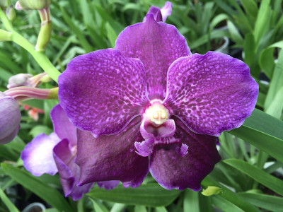 Vanda Midnight Fantasy