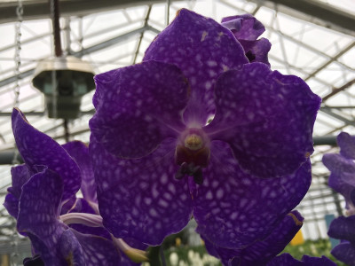 Vanda New Blue (in Blüte/Knospe)