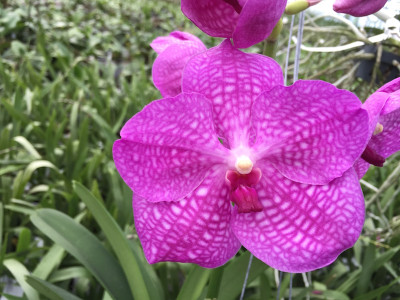 Vanda Pink Magic (in Blüte/Knospe)