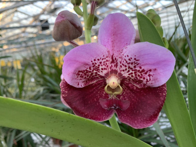 Vanda Pink Maroon