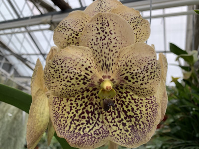 Vanda Sahara  Spots (in Blüte/Knospe)