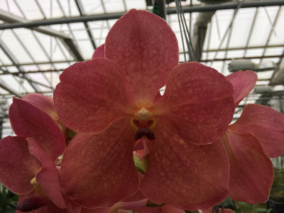 Vanda Salomon