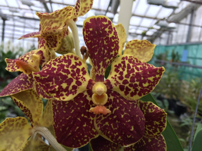 Vanda Tiger Tail