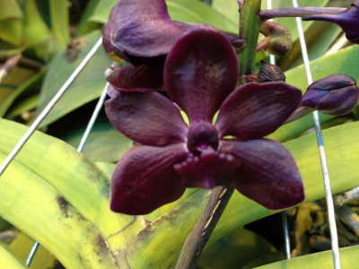 Vandachostylis Colmarie 'Black Beauty'