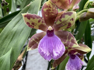 Zygopetalum Romy (2 Rispen)