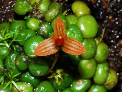 Bulbophyllum monoliforme