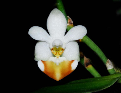 Phalaenopsis lobbii (Jgpfl.)